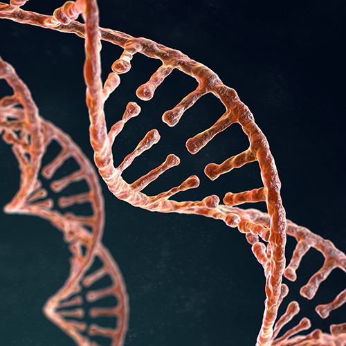 Hair Loss Genetics. A photo of a strand of DNA.